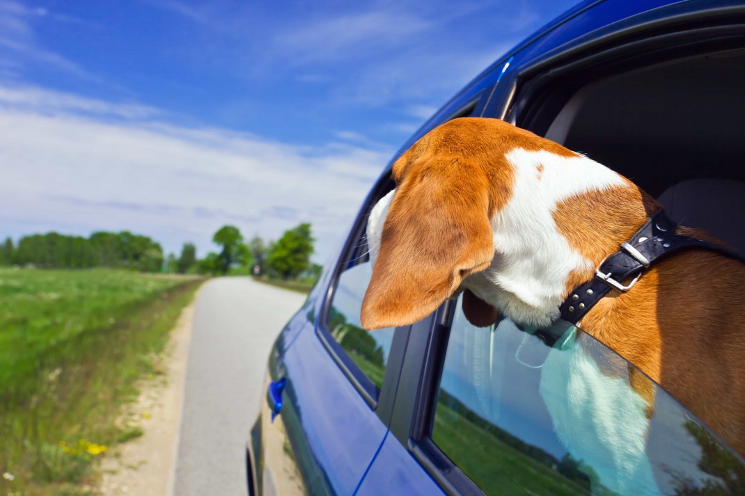 beagle with head outside car window - Don’t Let Your Pet Be a Driving Distraction