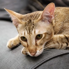 tabby cat - Feline Distemper: Your Cat’s Worst Nightmare