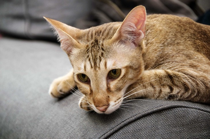 Feline Distemper Your Cat’s Worst Nightmare Allivet Pet Care Blog
