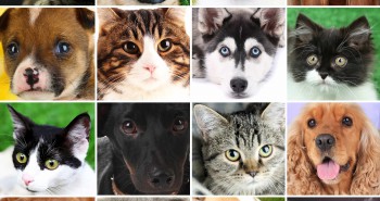 dogs and cats collage
