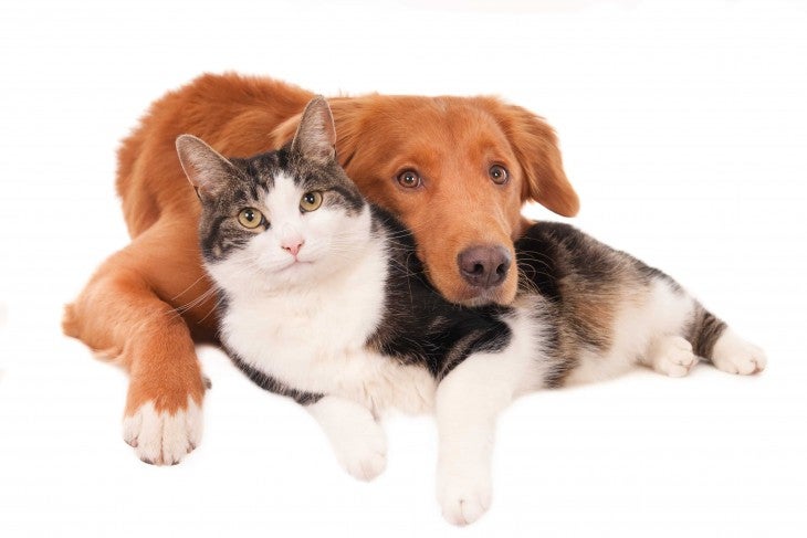 dog and cat resting together