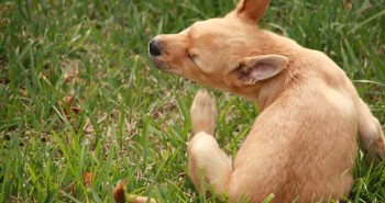 dog scratching on grass