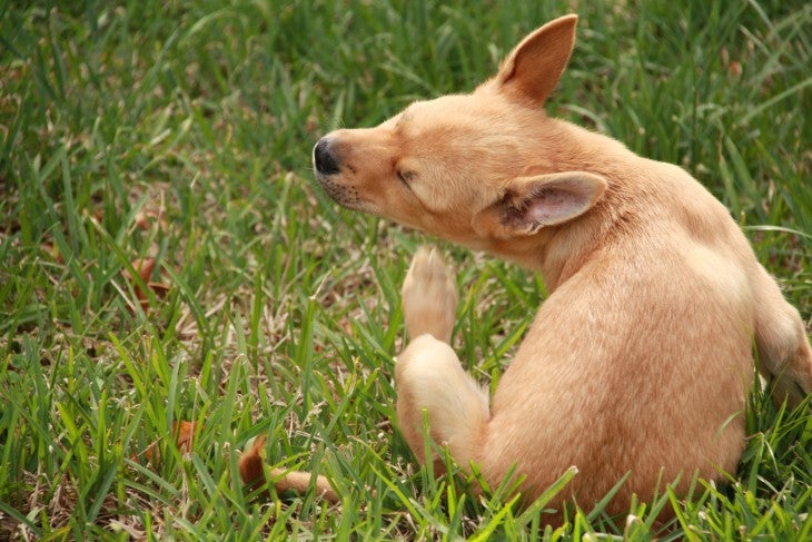 dog scratching on grass