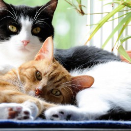 tuxedo cat and orange tabby