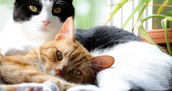 tuxedo cat and orange tabby