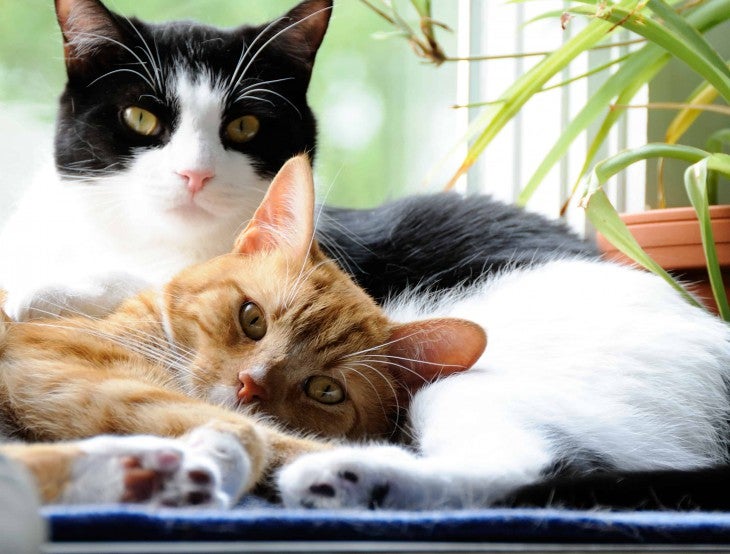 tuxedo cat and orange tabby