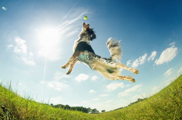 dog jumping up to catch ball