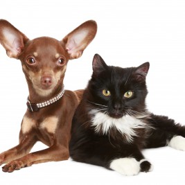 brown chihuahua and tuxedo cat