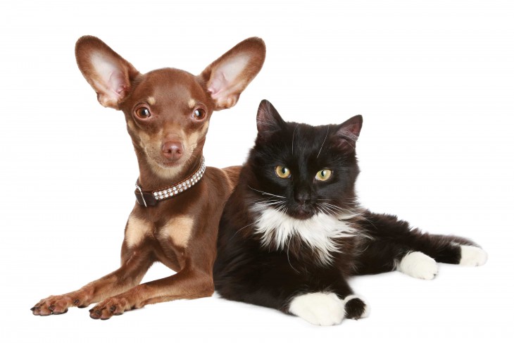 brown chihuahua and tuxedo cat