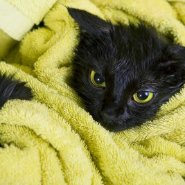 black cat wrapped in green towel_how to bathe your cat