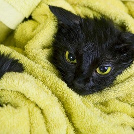 Can You Bathe Cats With Dog Flea Shampoo Can You Bathe Cats With Dog Flea Shampoo