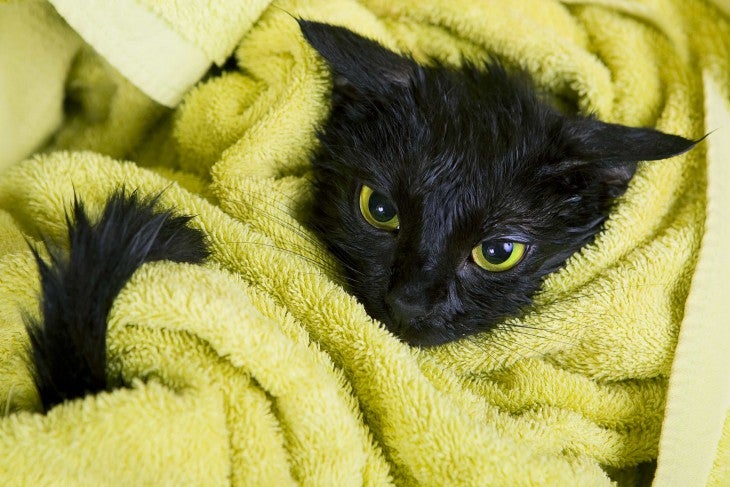 black cat wrapped in green towel_how to bathe your cat