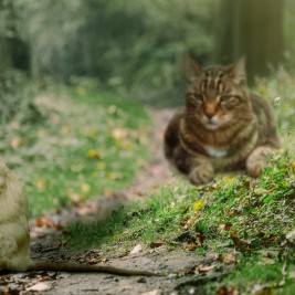 cat stalking mouse - cats giving hunting gifts