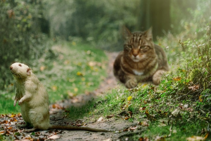 cat stalking mouse - cats giving hunting gifts