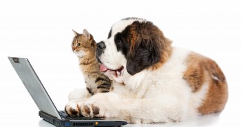 cat dog laptop healthy treats for pets