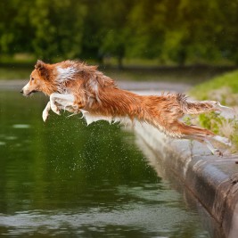 collie jumping into lake - joint problems in dogs