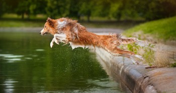 collie jumping into lake - joint problems in dogs
