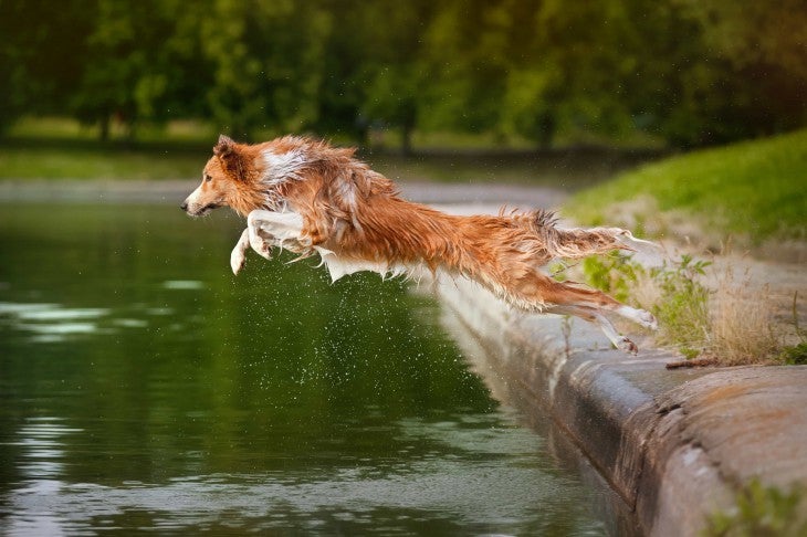 collie jumping into lake - joint problems in dogs