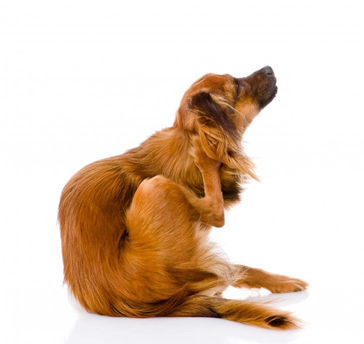What do I Feed a Dog with Food Allergies? Allivet Pet Care Blog
