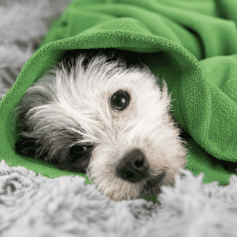 dog with green blanket - diabetic