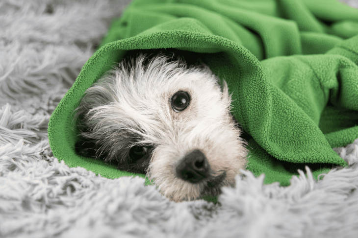 dog with green blanket - diabetic