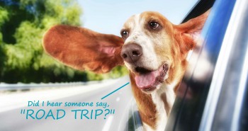 dog with head out car window Tips for Going on a Road Trip with Pet