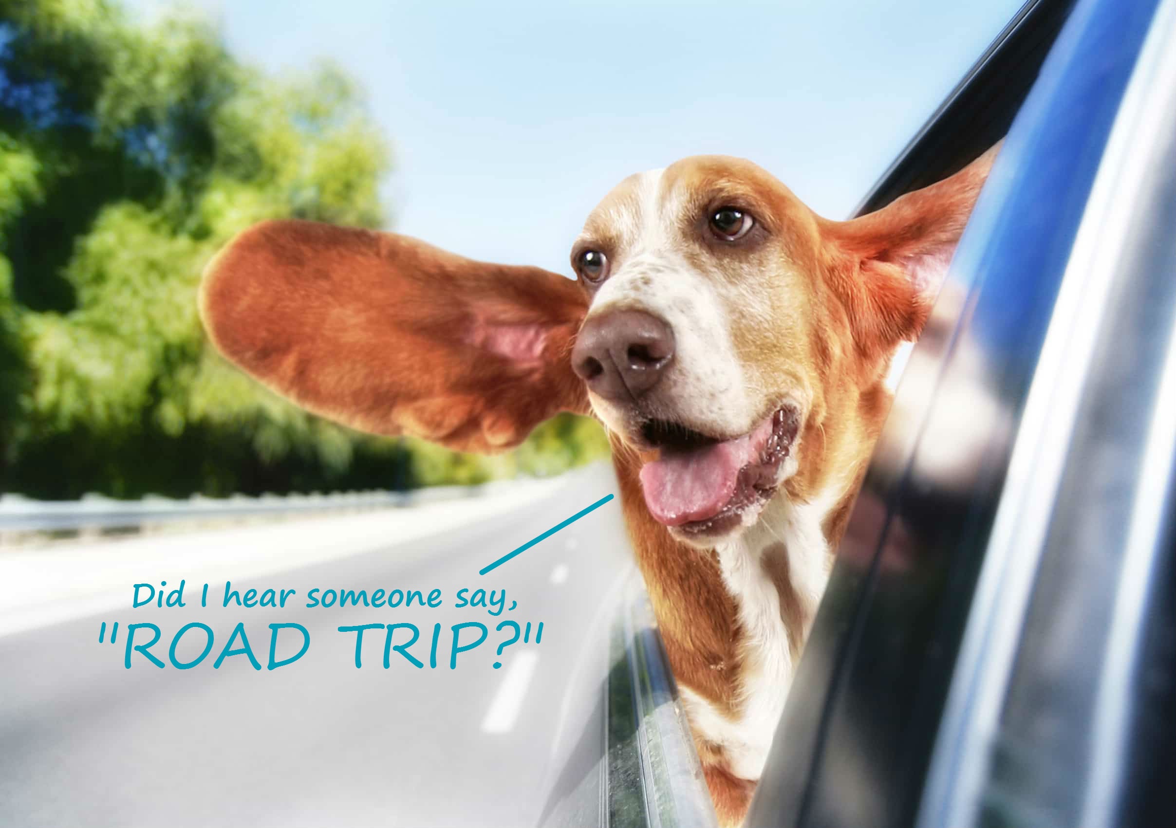 Road trip sales dog