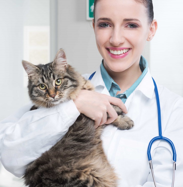 vet with cat - hairballs in cats symptoms and remedies