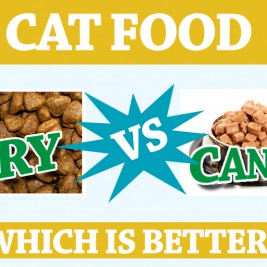 cat food dry vs canned which is better
