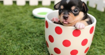 chihuahua cup what to feed a puppy