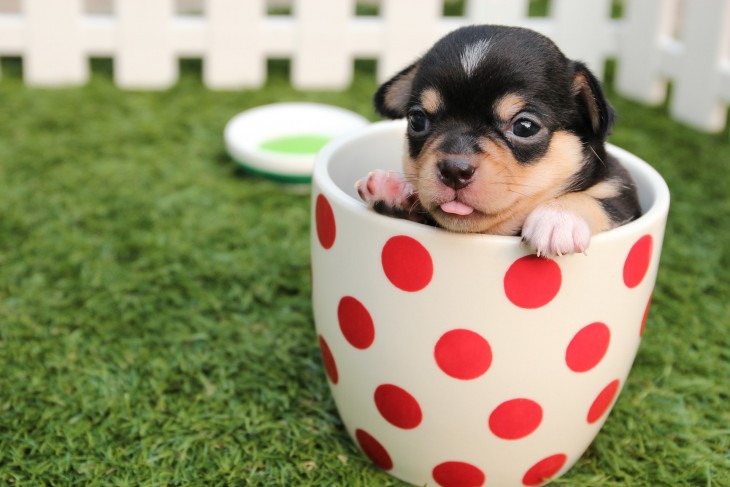 chihuahua cup what to feed a puppy