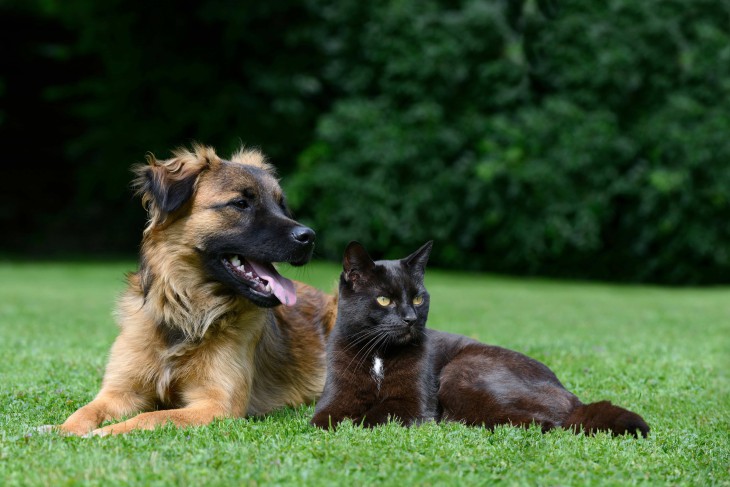 dog cat outdoors fleas and ticks