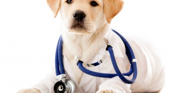 dog puppy stethoscope heartworm