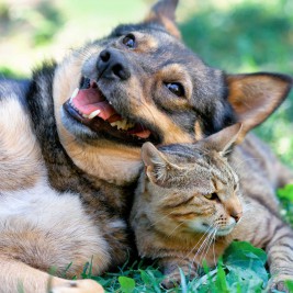 sudden weight loss in cats and dogs