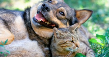 sudden weight loss in cats and dogs