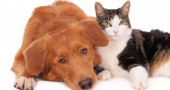 How feed a sick dog to cat