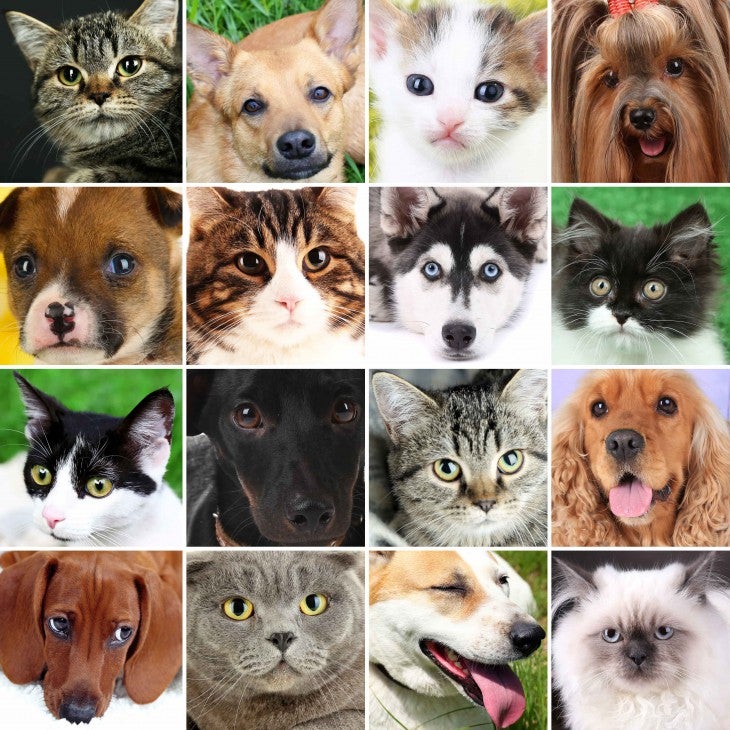 Glaucoma in dogs and cats