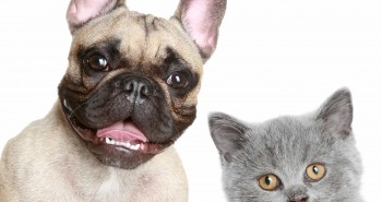 rapid hair loss in dogs and cats