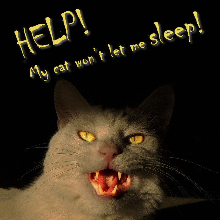 How to Stop Your Cat from Ruining Your Sleep