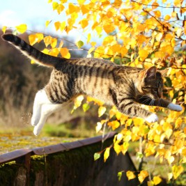 cat jumping exercise