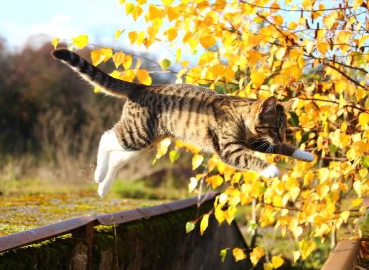 cat jumping exercise