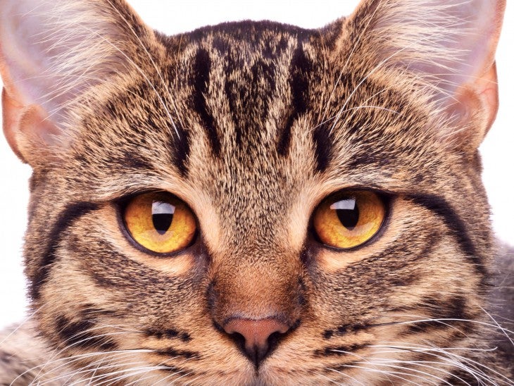 Cat Vision Problems What to Look for Allivet Pet Care Blog