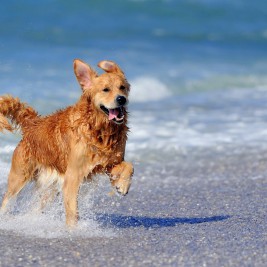 dog beach exercise
