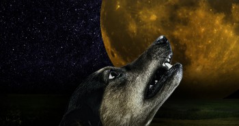 How to Stop Incessant Howling in Dogs Allivet