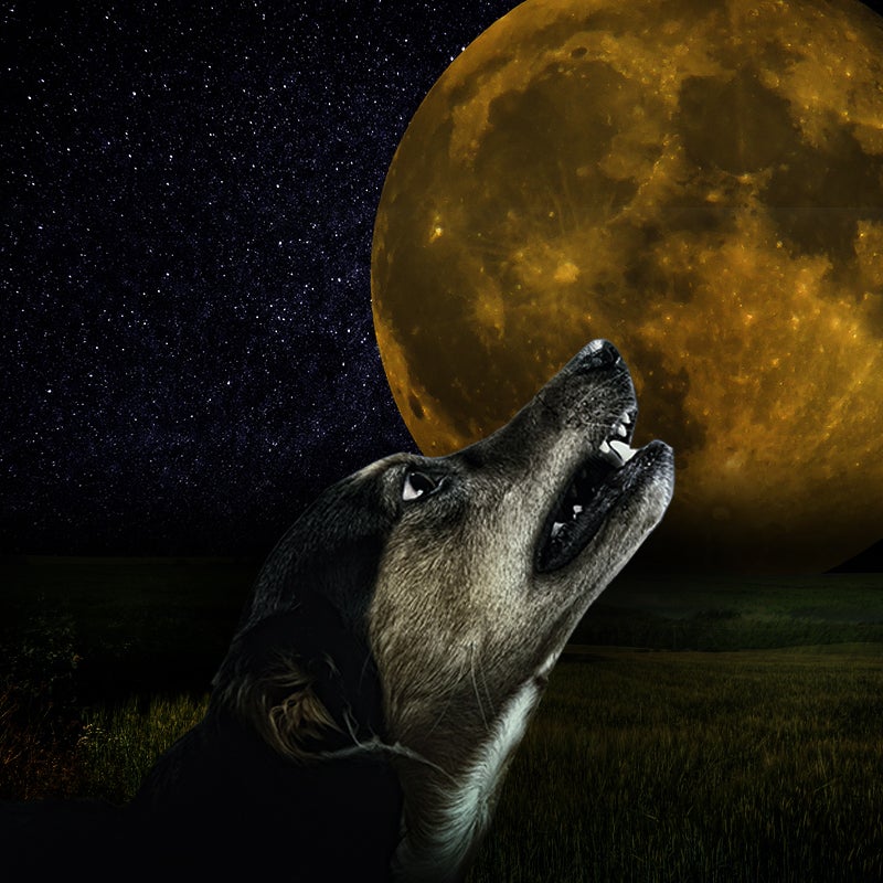 How to Stop Incessant Howling in Dogs Allivet Pet Care Blog