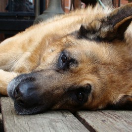 seizures in dogs-epilepsy in dogs-german-shepherd