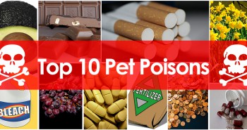 Top 10 pet poisons