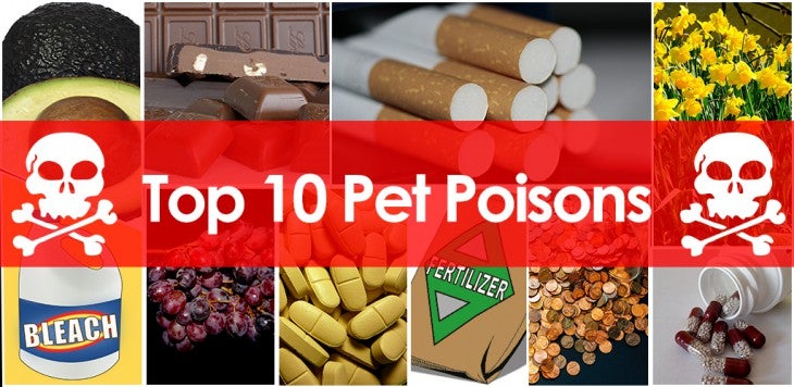 Top 10 pet poisons