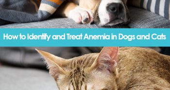 Anemia in dogs and cats