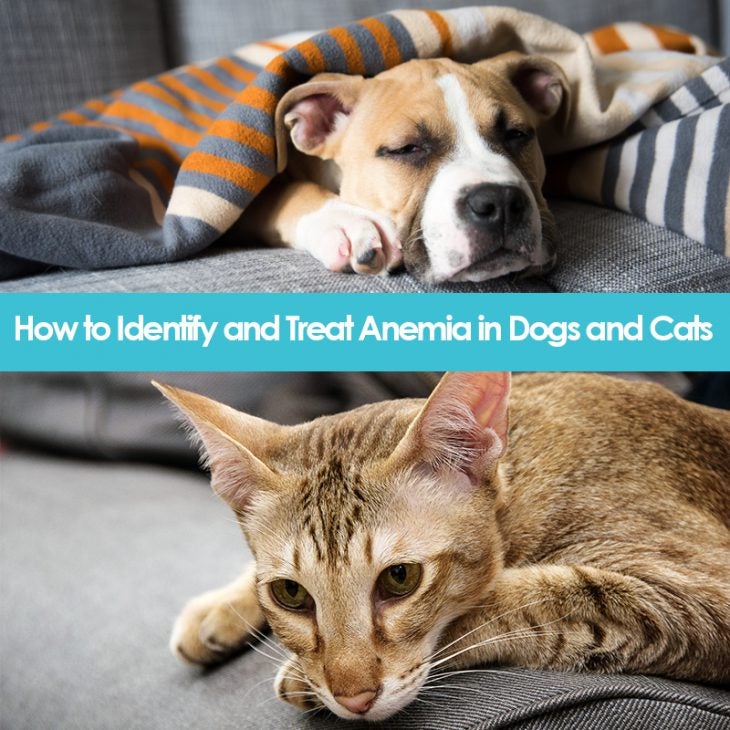 Anemia in dogs and cats